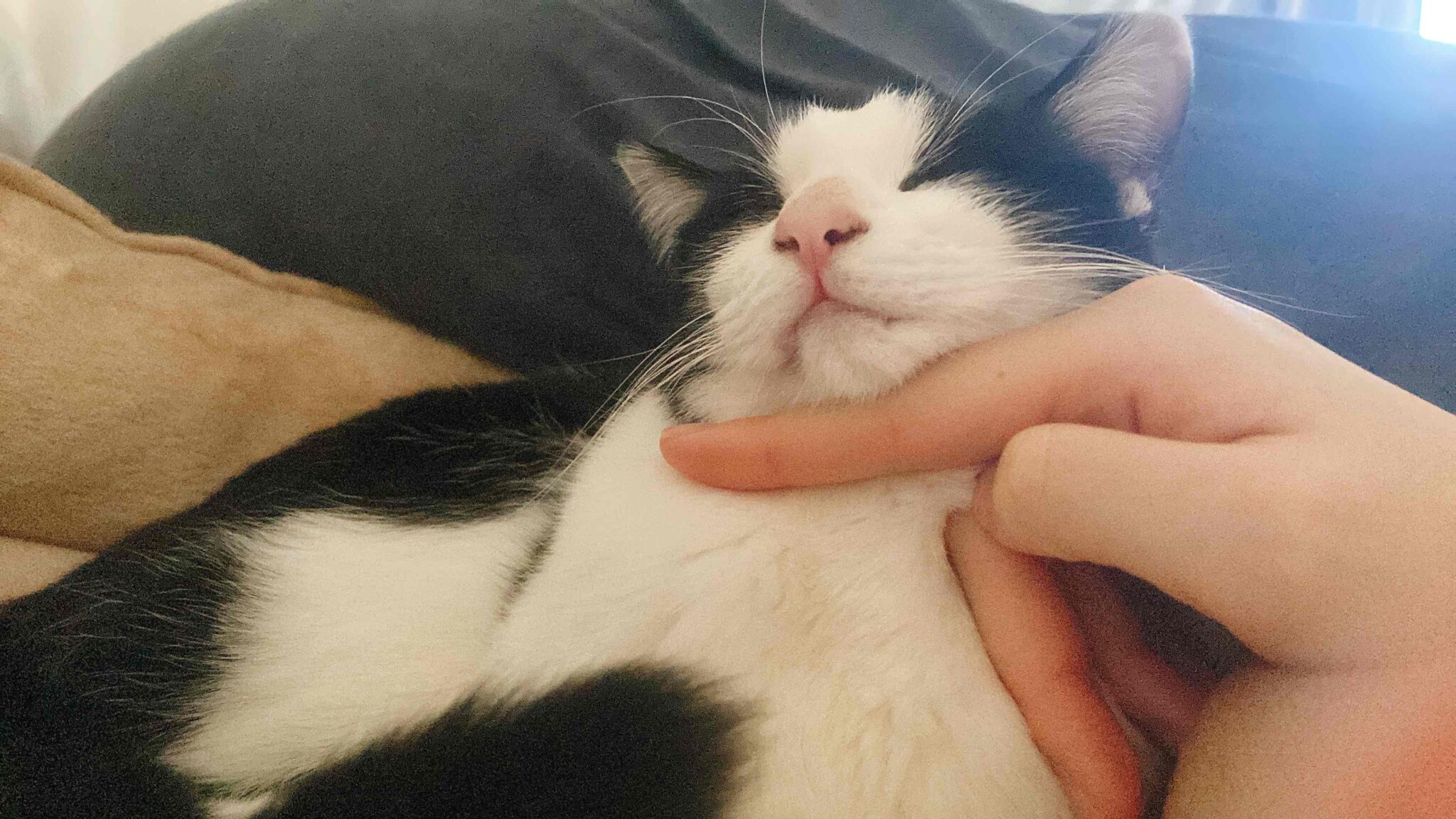 【猫に噛まれる!痛い!】噛む理由と効果のあった解決方法 溺れるモフ毛 【猫に噛まれる!痛い!】噛む理由と効果のあった解決方法 溺れるモフ毛