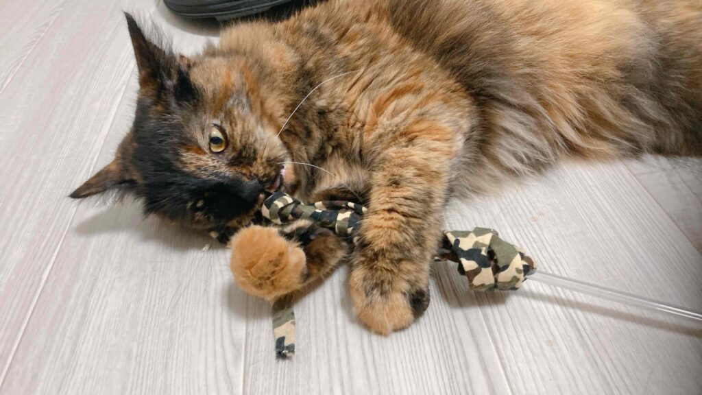 猫が私のあごを噛むのはなぜですか?