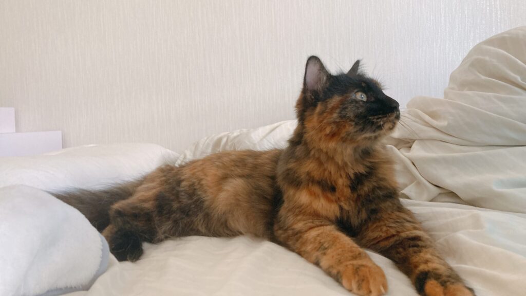【うちの子は…?】猫の賢さがわかるI.Q.テストしてみました! | 溺れるモフ毛