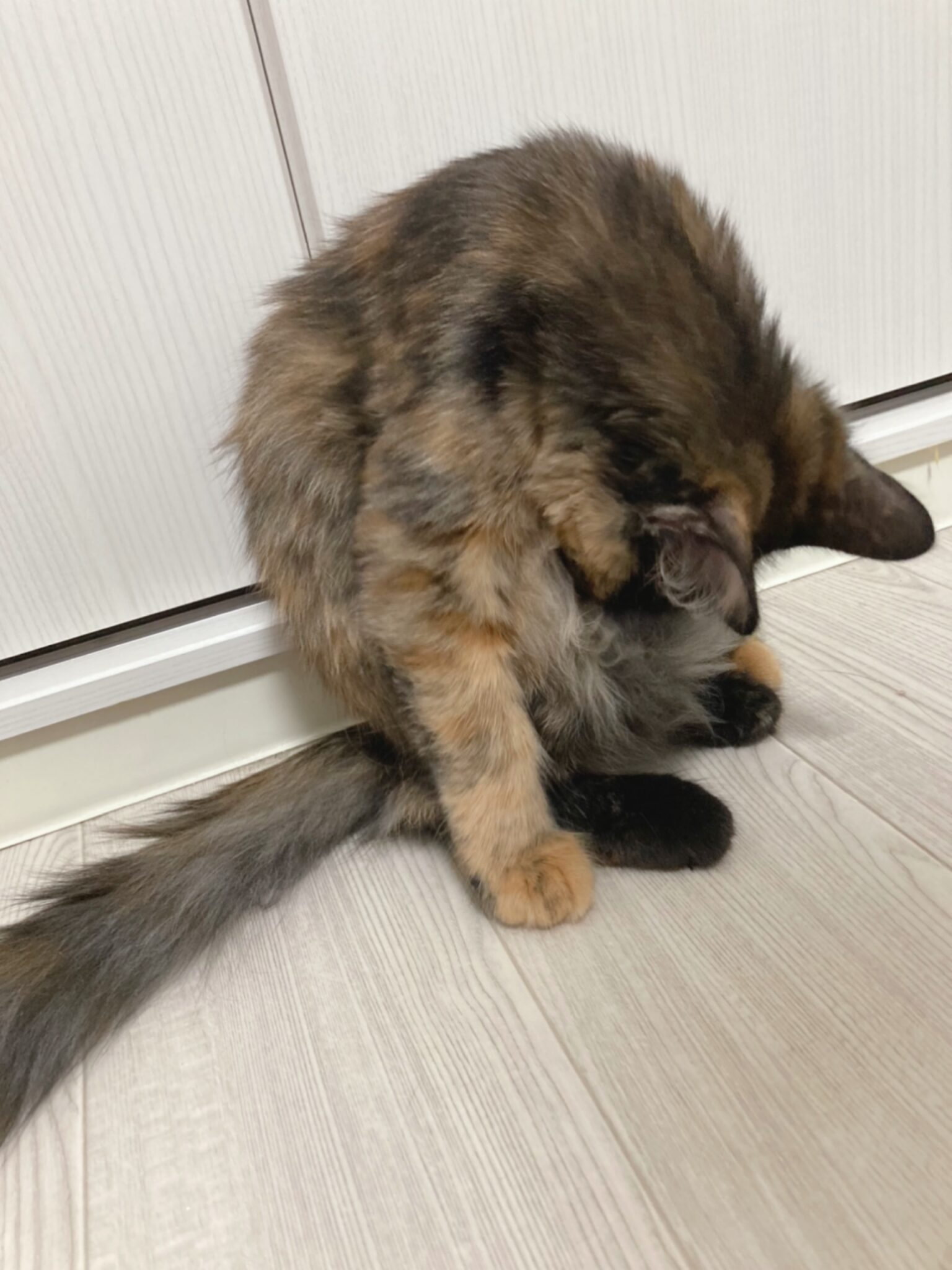 猫の体重を減らす8つの方法